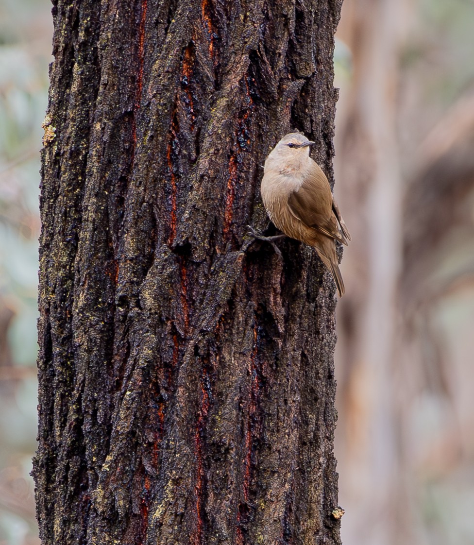 Brown Treecreeper - Andrew Heap