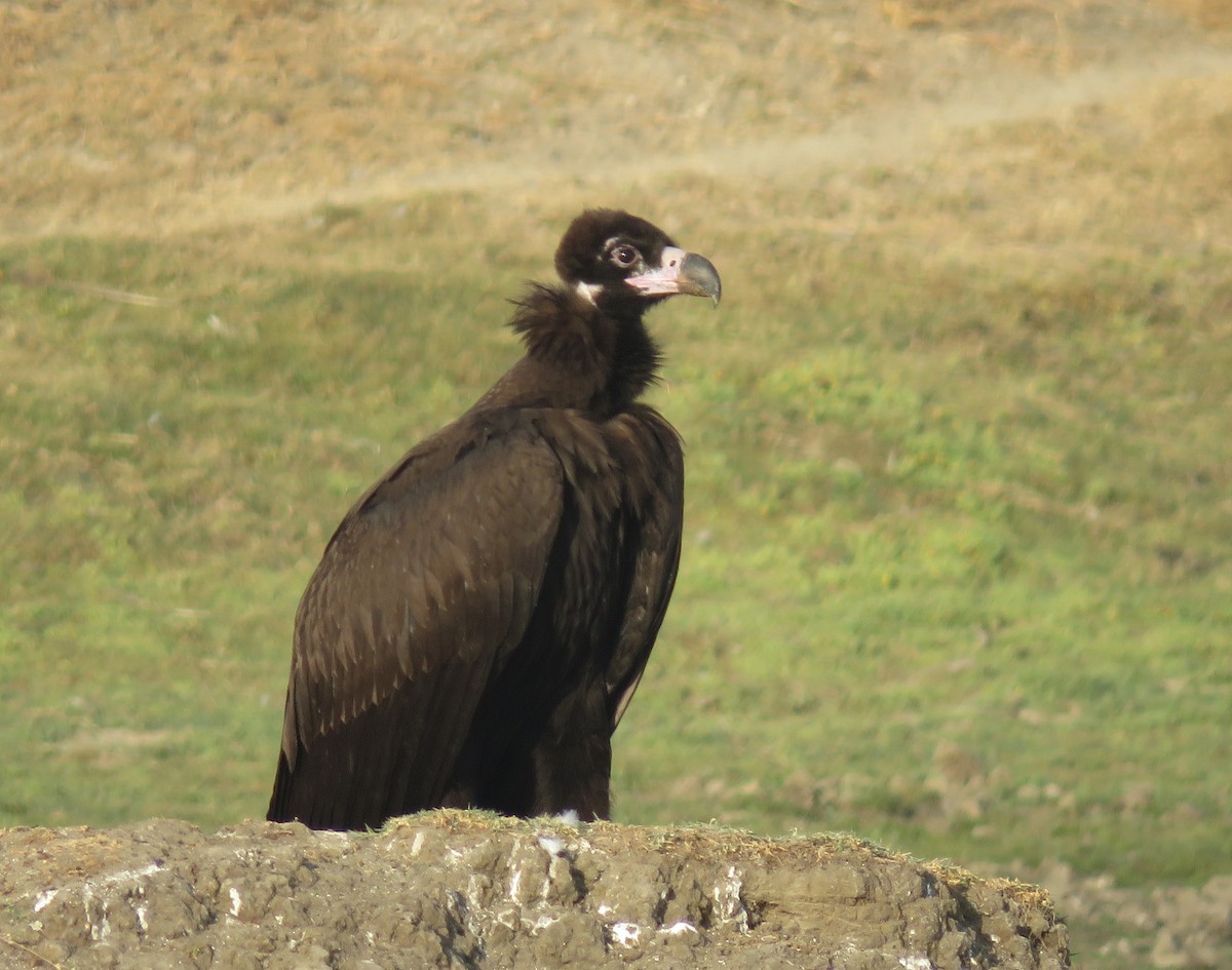 Cinereous Vulture - ML609595074
