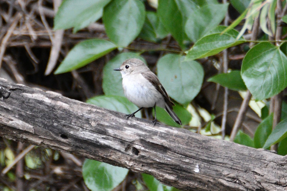 Red-capped Robin - ML609595083