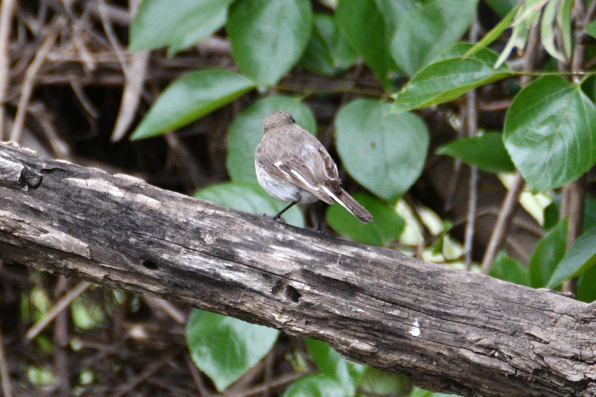 Red-capped Robin - ML609595084