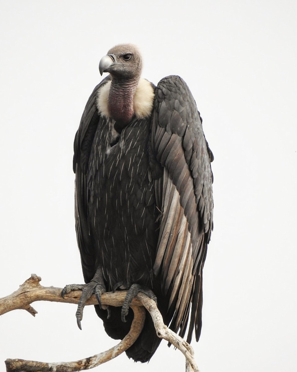 White-rumped Vulture - ML609595094