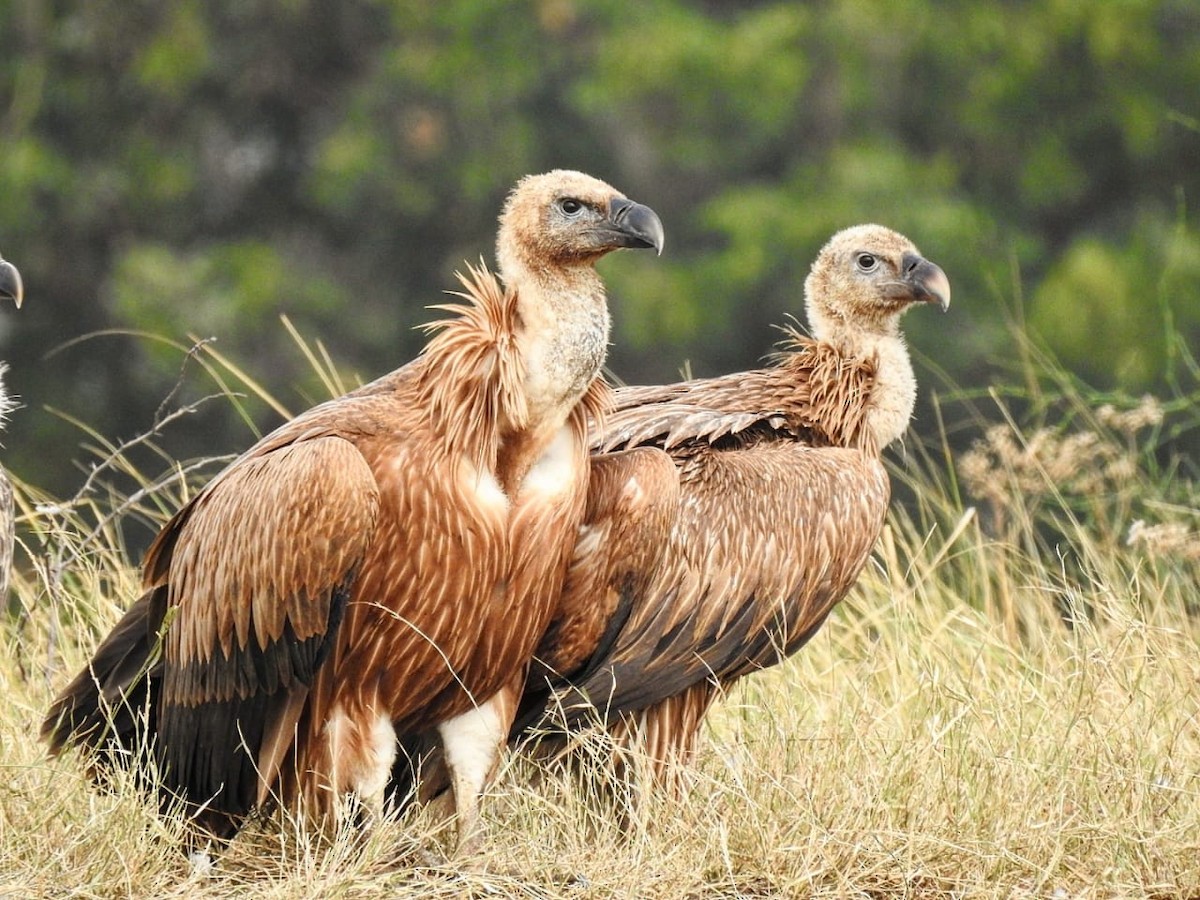 Eurasian Griffon - ML609595097