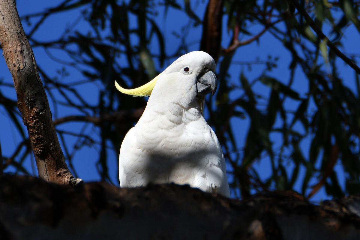 Cacatúa Galerita - ML609595107