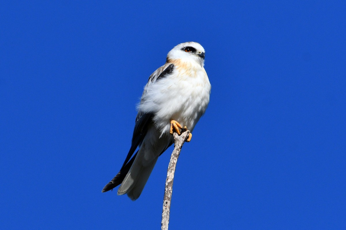 Black-shouldered Kite - ML609595131