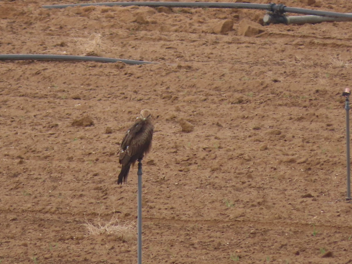 Black Kite - Susanne Tam