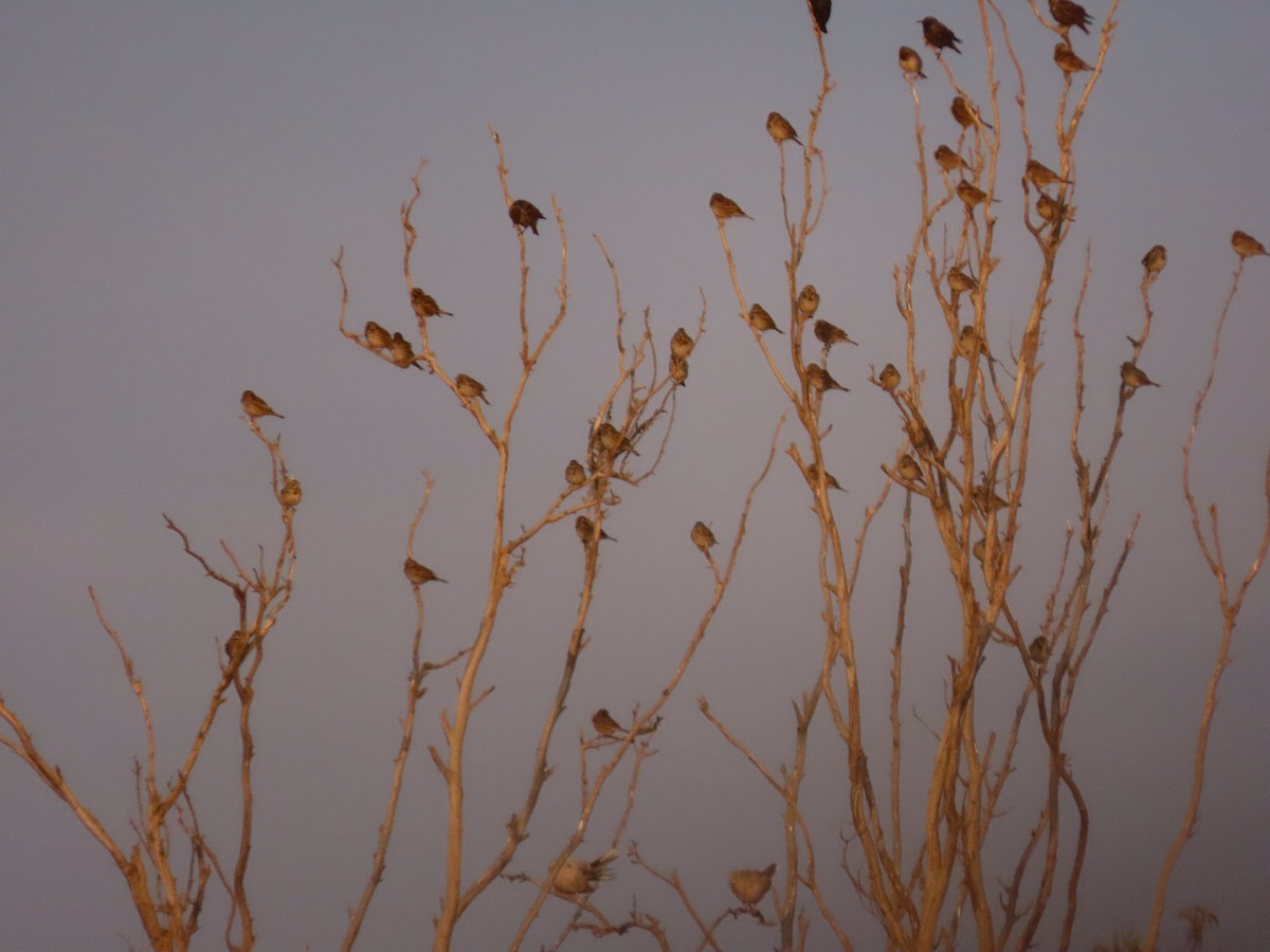 Eurasian Skylark - ML609595159