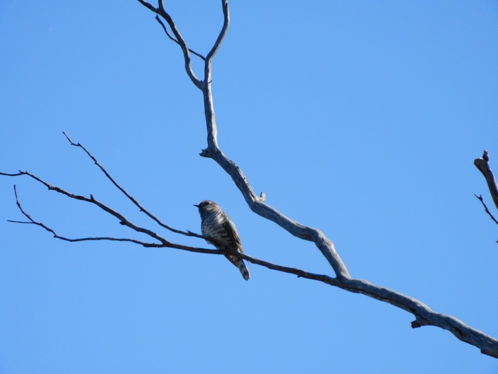 Shining Bronze-Cuckoo - ML609595172