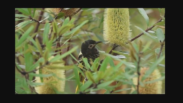 Regent Honeyeater - ML609595422