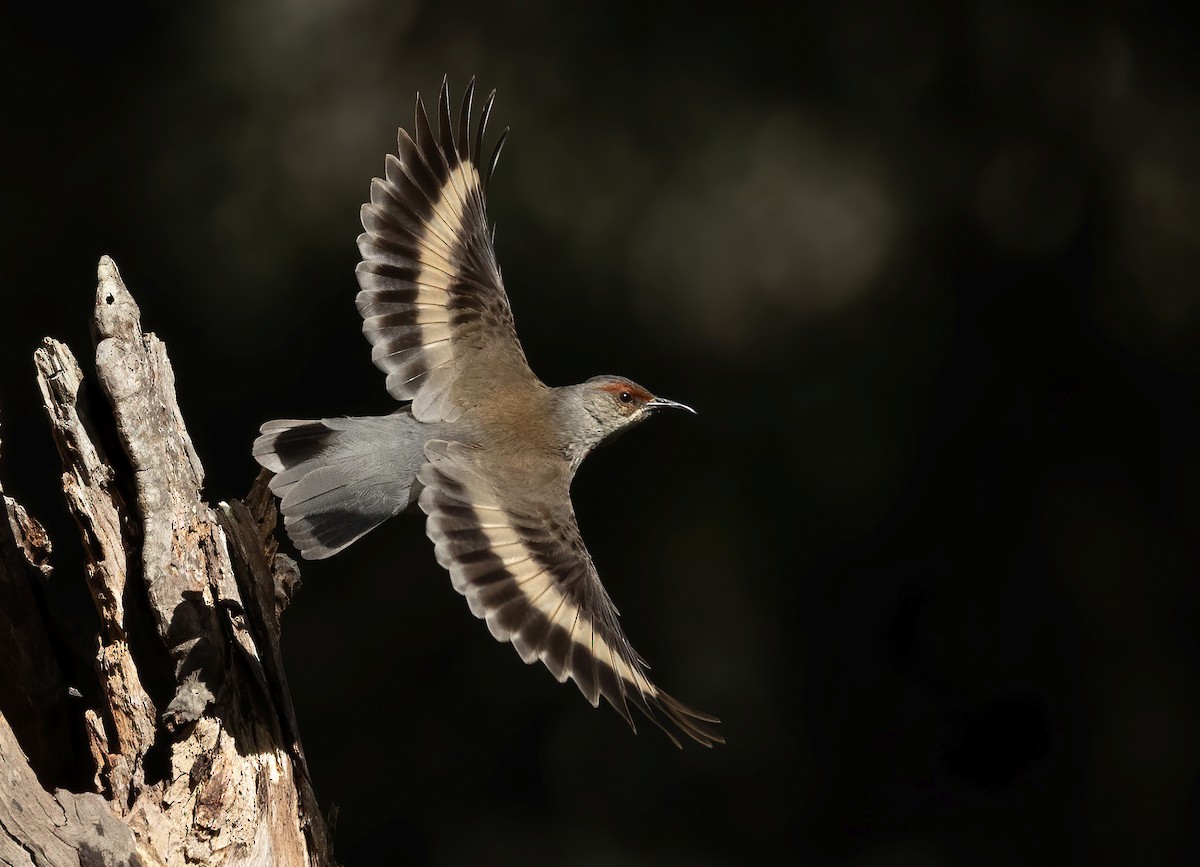 Red-browed Treecreeper - David Ongley