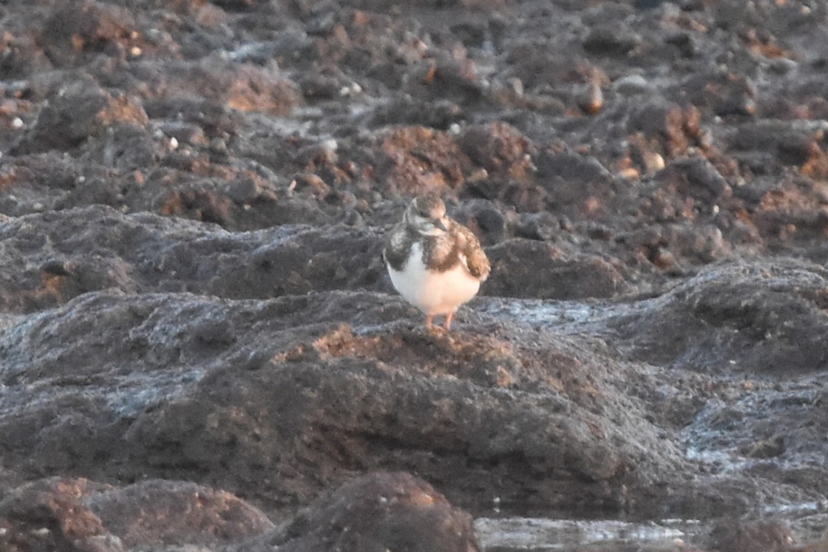 Ruddy Turnstone - ML609595477