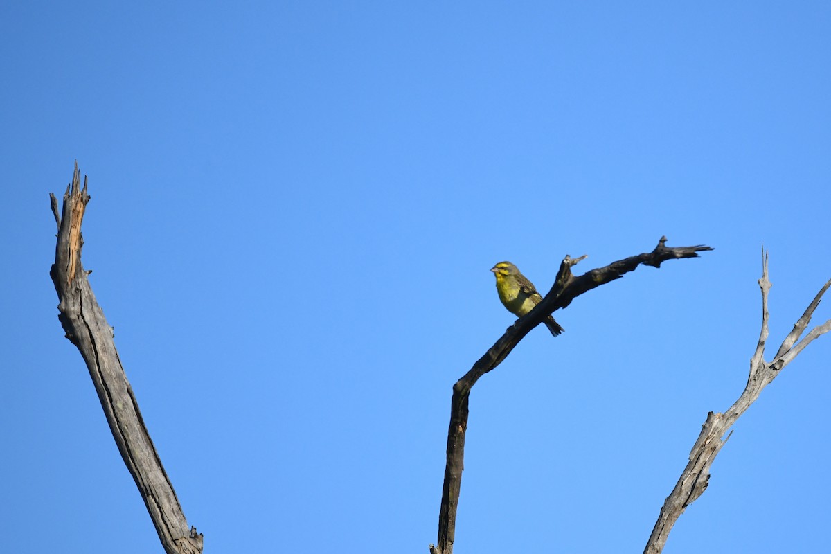 Yellow-fronted Canary - ML609595488