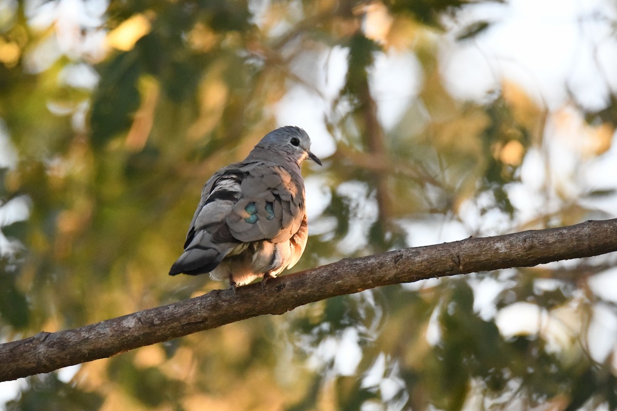 Emerald-spotted Wood-Dove - ML609595492
