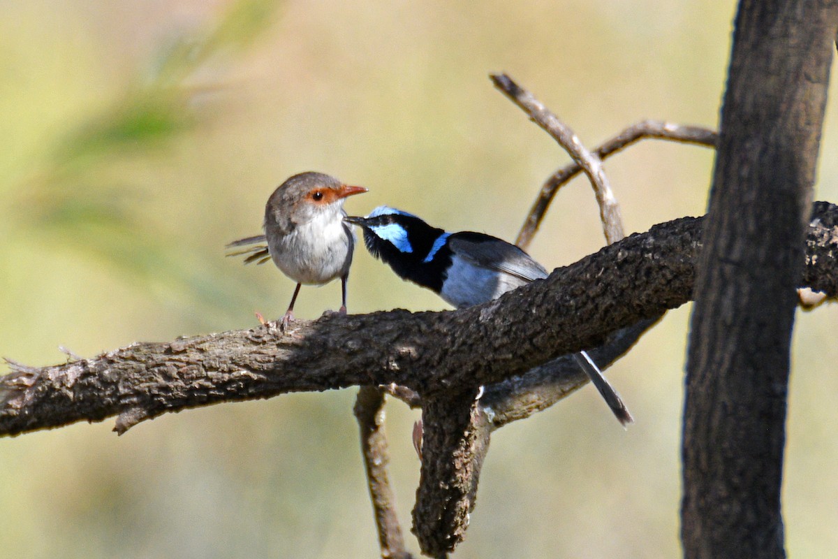 Superb Fairywren - ML609595598