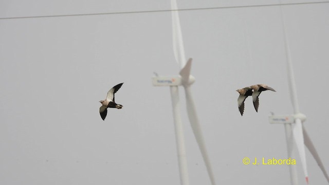 Ganga unibande - ML609595640