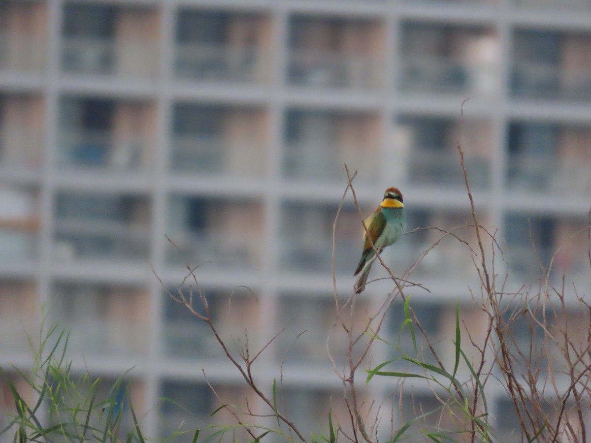 European Bee-eater - ML609595644
