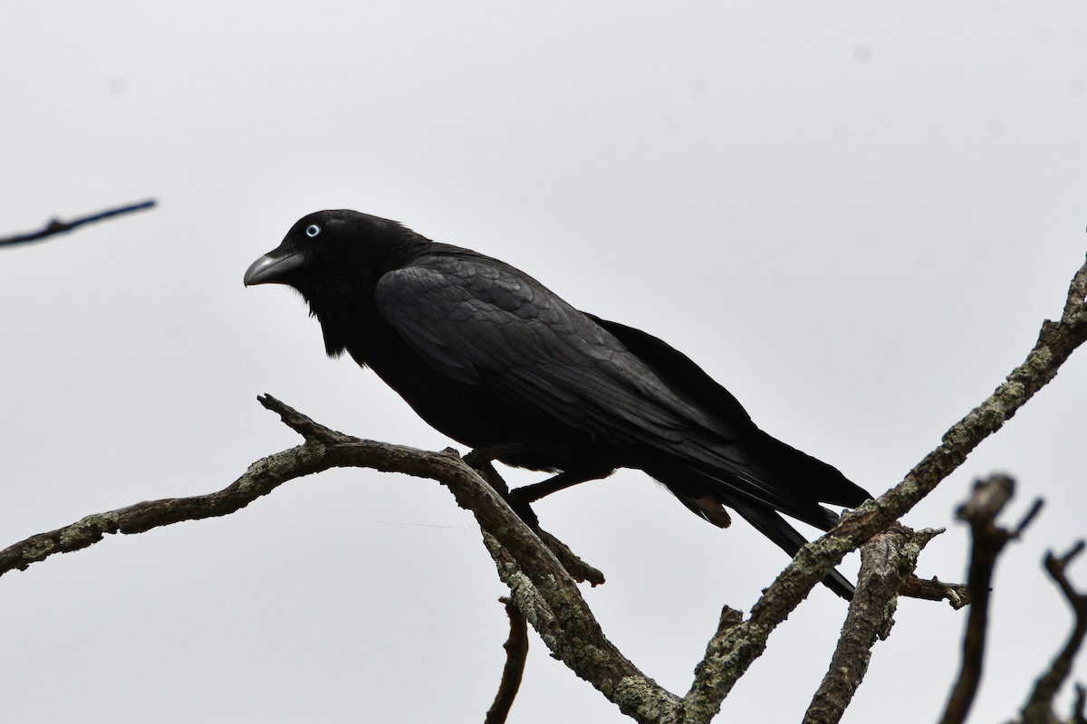 Torresian Crow - ML609595794