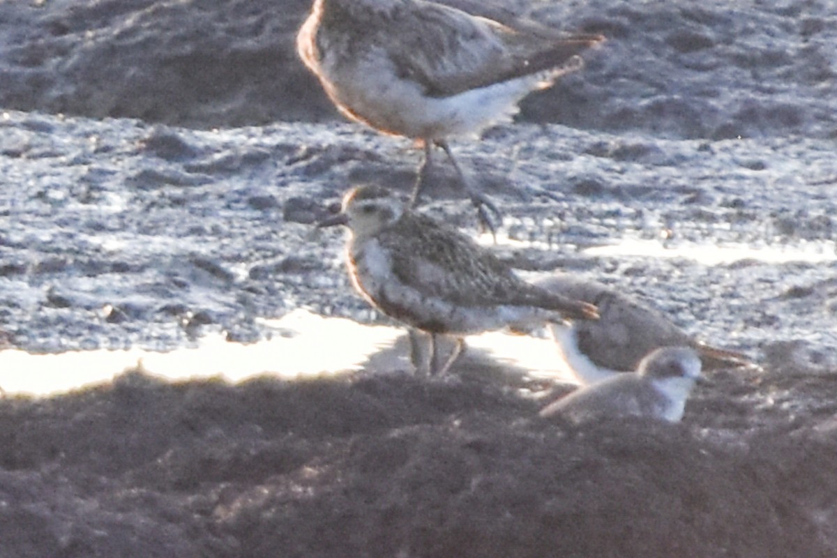 Pacific Golden-Plover - ML609595833