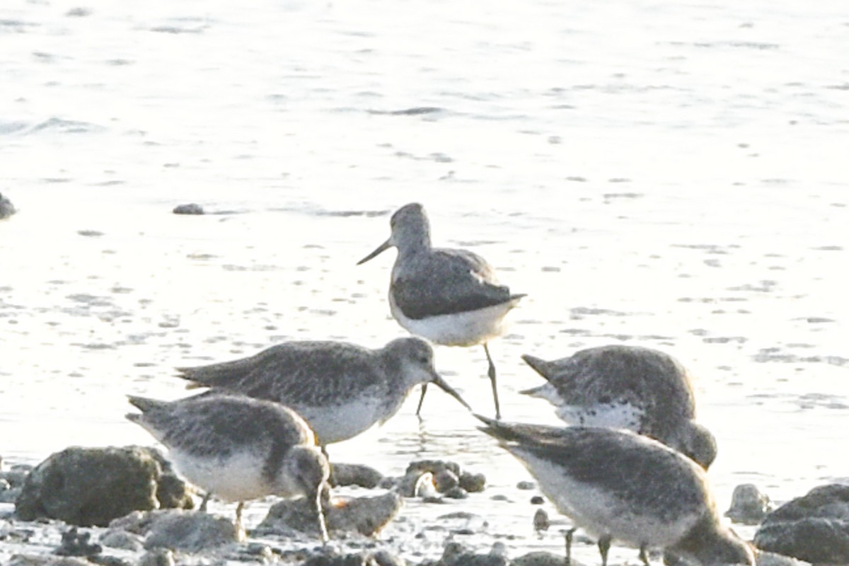 Terek Sandpiper - ML609595867