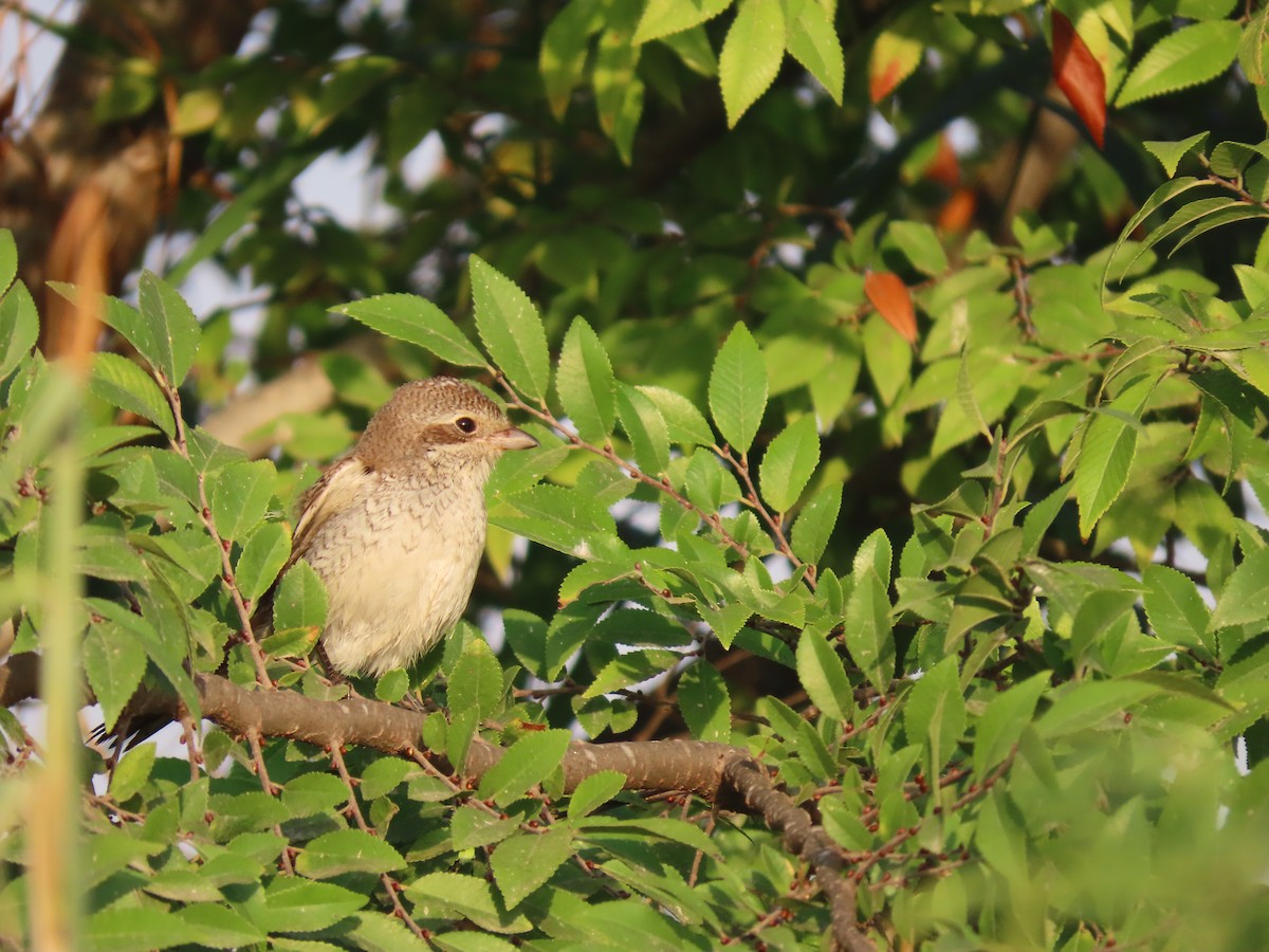 Red-backed Shrike - ML609595934