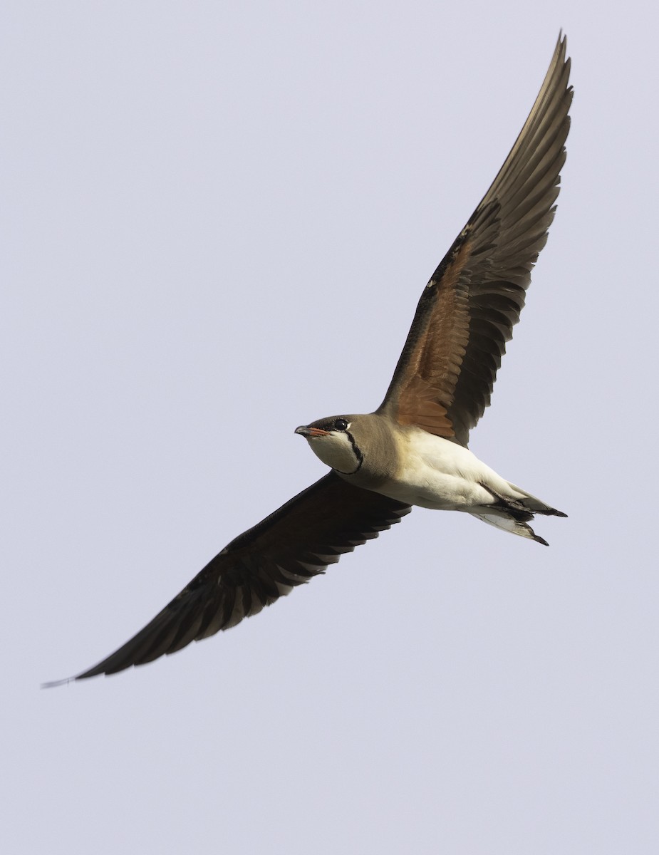 Oriental Pratincole - ML609595985