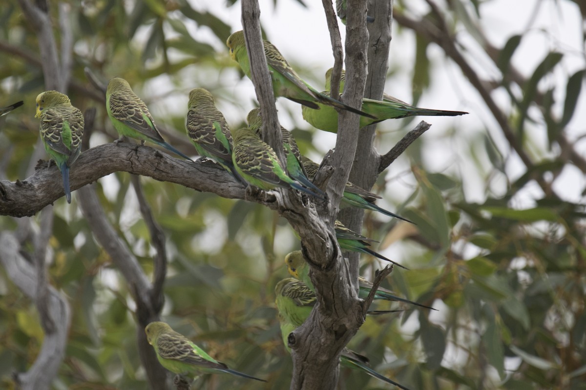 Budgerigar - ML609596108