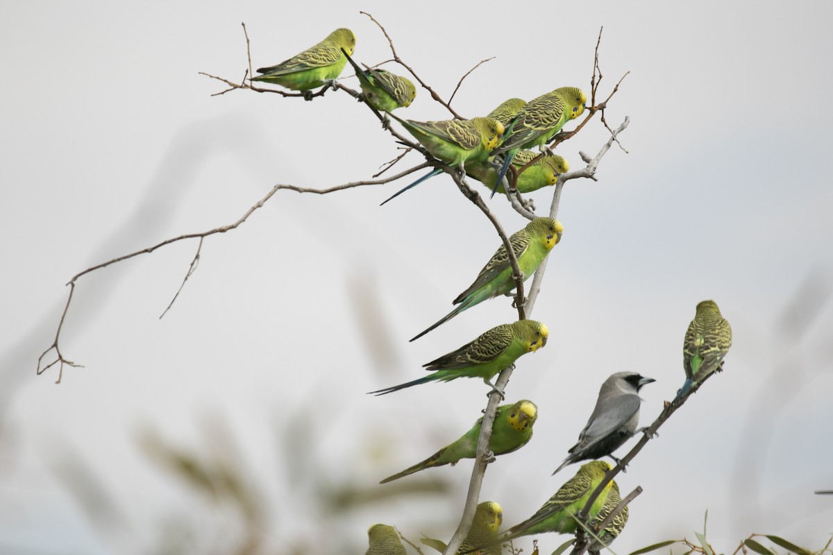 Budgerigar - ML609596109