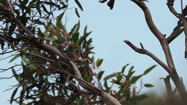 Eukalyptusdrosselschnäpper - ML609596119