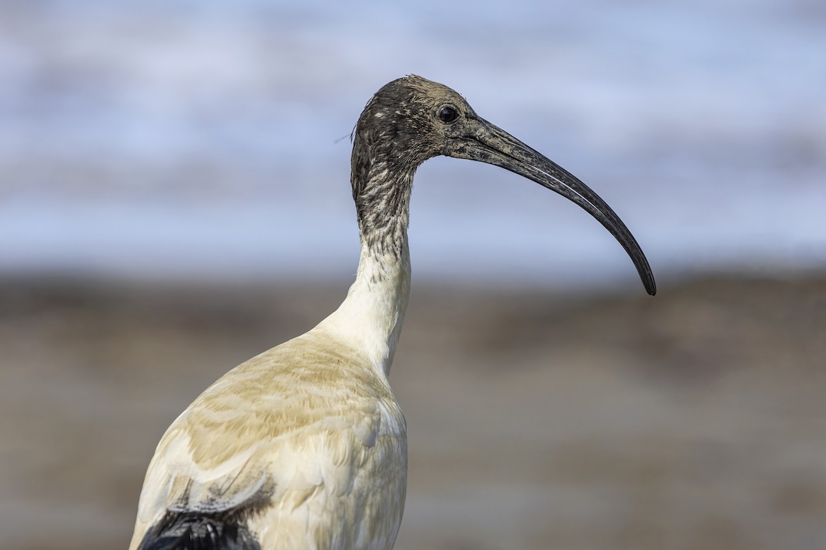 Australian Ibis - ML609596134