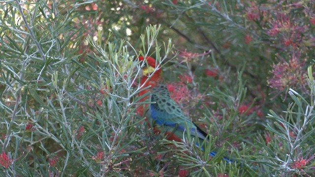 gulkinnrosella - ML609596171