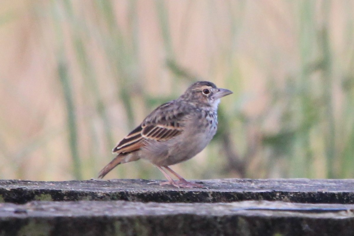 Bengal Bushlark - ML609596284