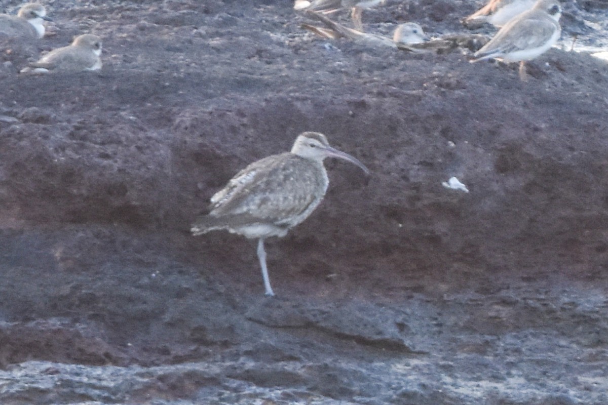 Whimbrel - Ted Kavanagh