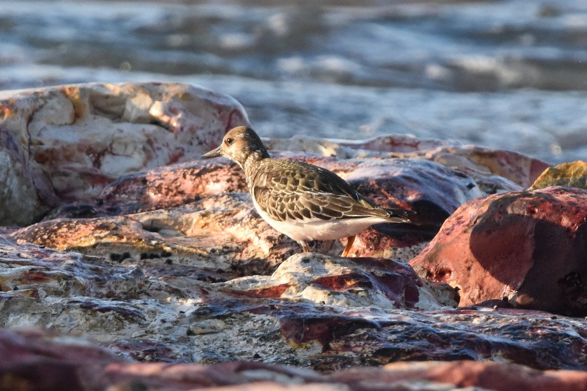 Ruddy Turnstone - ML609596375