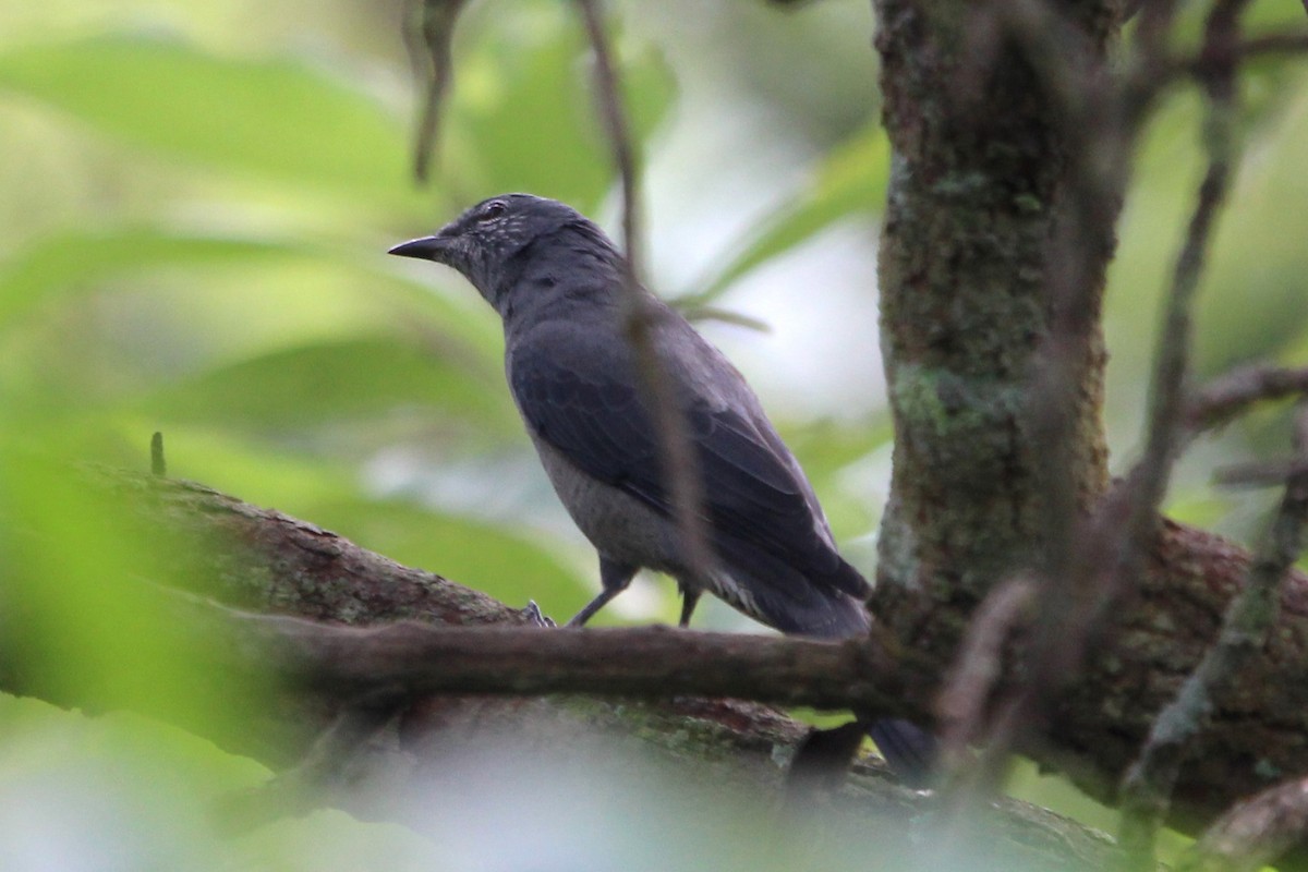 Black-winged Cuckooshrike - ML609596436