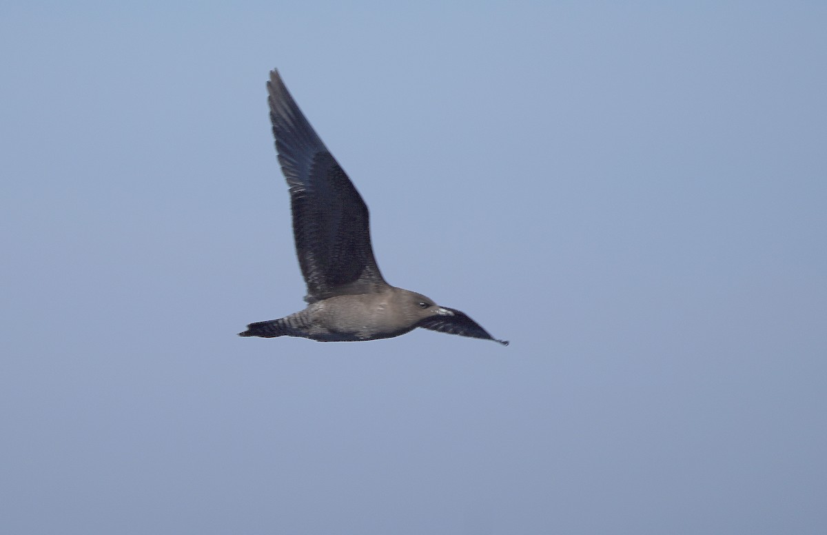 Long-tailed Jaeger - ML609596442