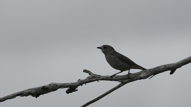 Gray Shrikethrush - ML609596513