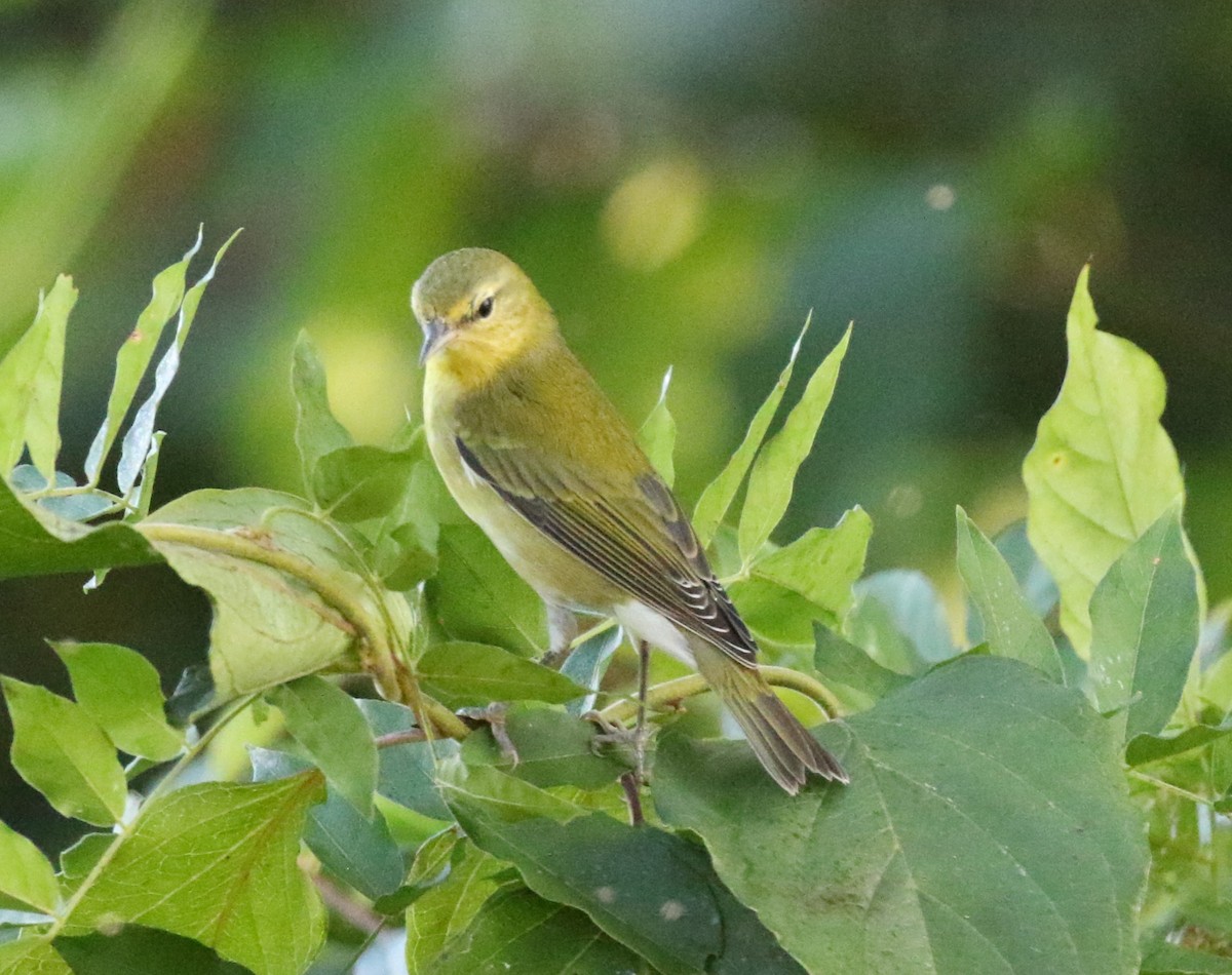 Tennessee Warbler - Tommie Rogers