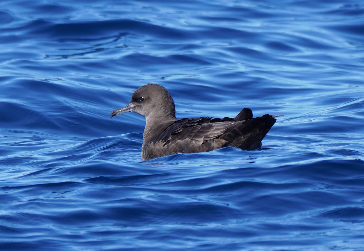 Sooty Shearwater - Javier Train Garcia