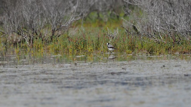 White-fronted Chat - ML609596779