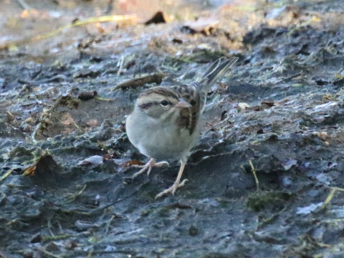 Chipping Sparrow - ML609596863