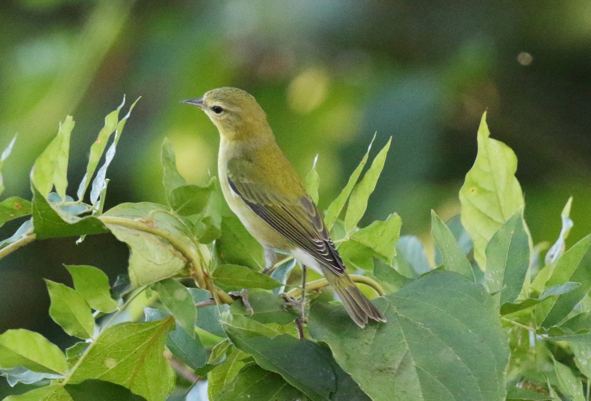 Tennessee Warbler - Tommie Rogers