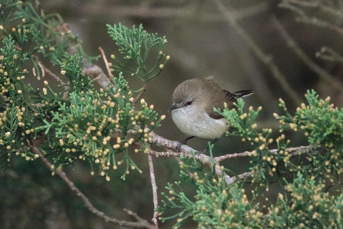 Gray Gerygone - Emily Jenkins