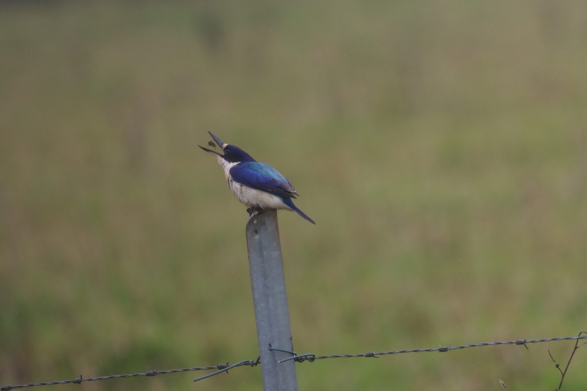 Forest Kingfisher - ML609597052