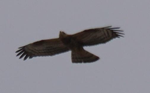 European/Oriental Honey-buzzard - ML609597100