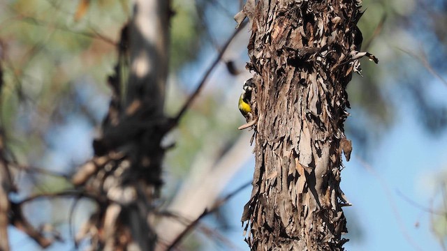 Batılı Kerpetenkuşu - ML609597110