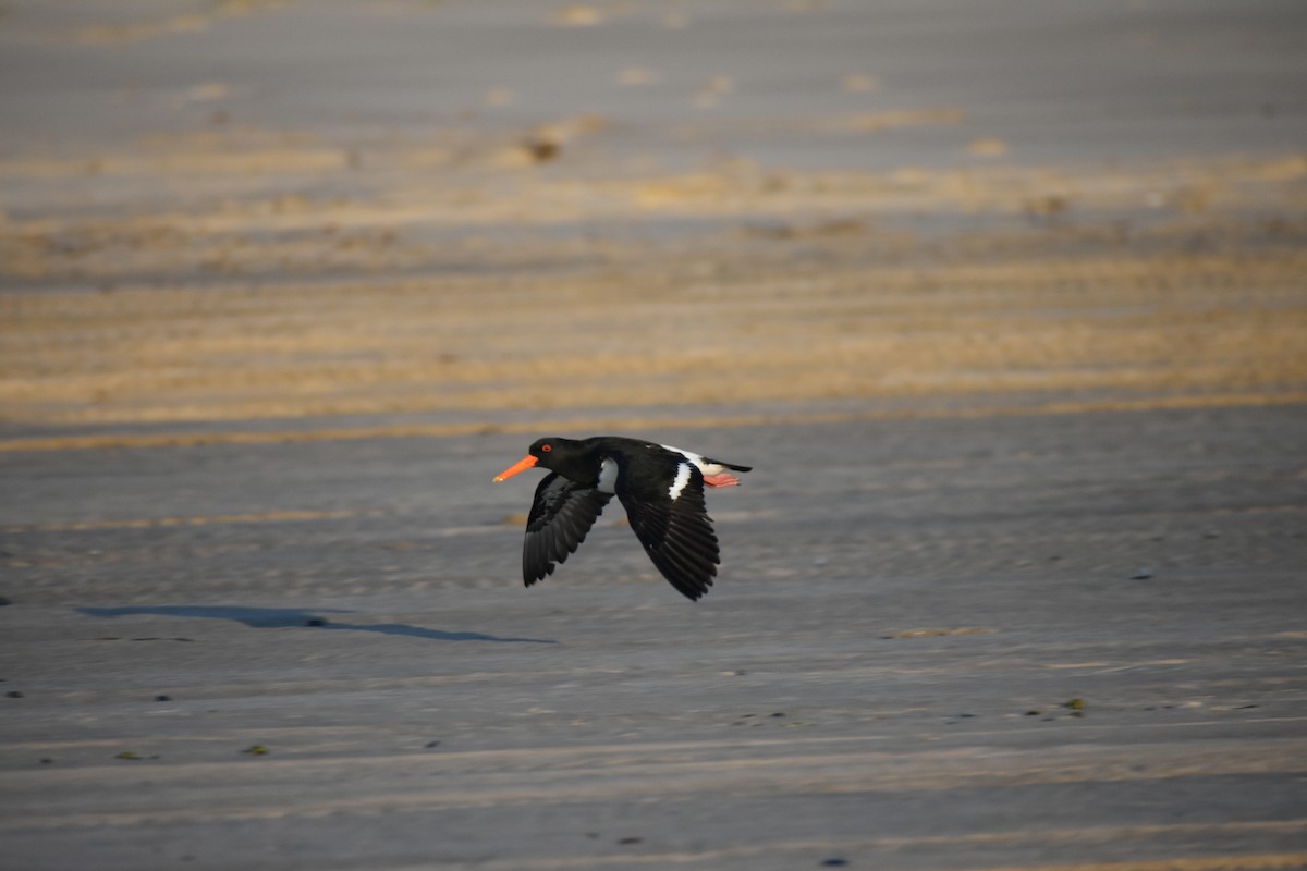 Pied Oystercatcher - ML609597189