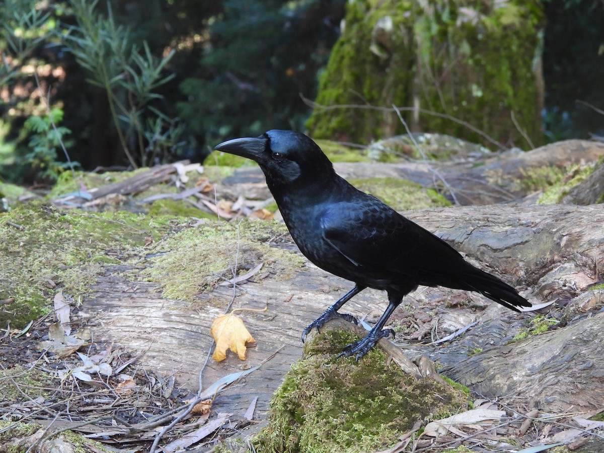 Large-billed Crow - ML609597256