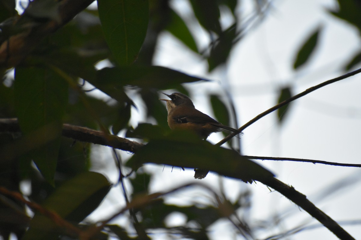 White-browed Scrubwren - ML609597267