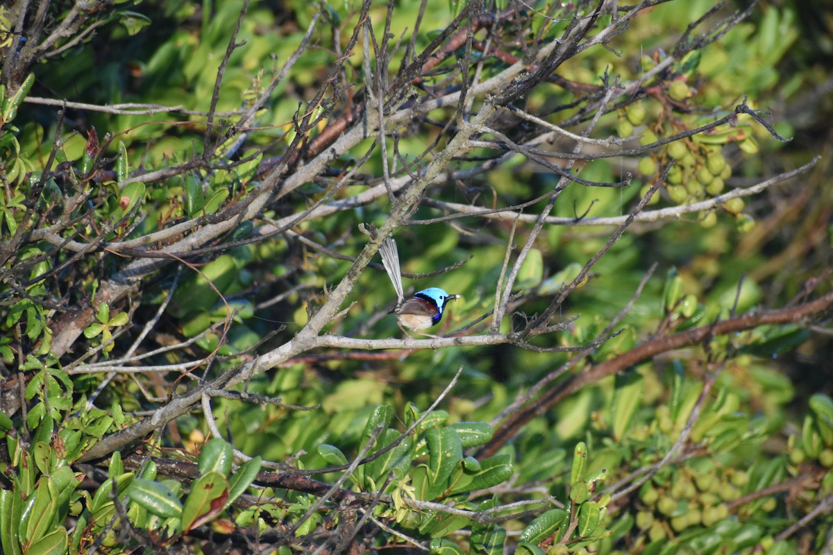 Variegated Fairywren - ML609597288