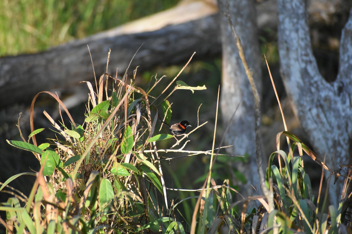 Red-backed Fairywren - ML609597292