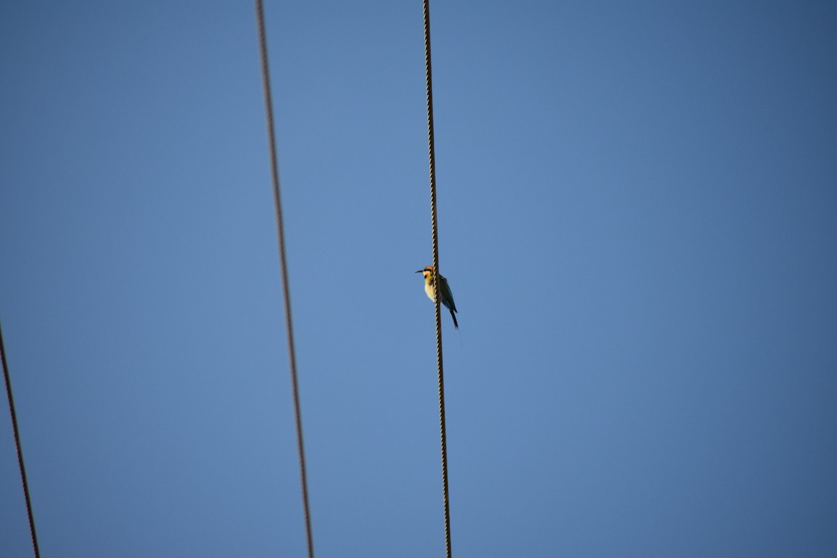 Rainbow Bee-eater - ML609597303